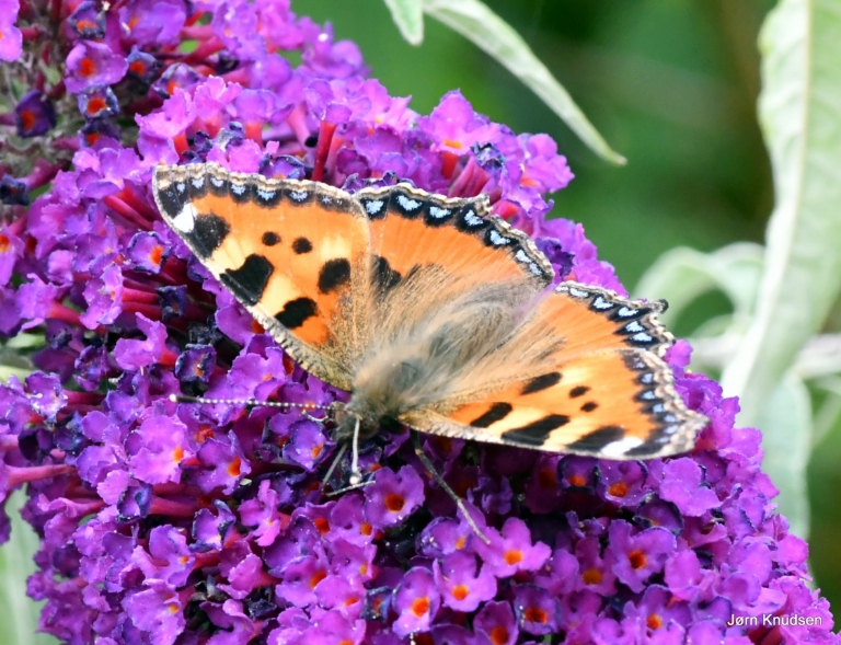 Nældens takvinge Aglais urticae Fund 167026 Arter