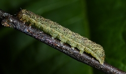 Foto af August-mosugle (Mniotype satura) | Larve