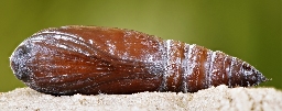 Foto af Sydlig poppel-ordensbånd (Catocala elocata) | Puppe
