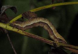 Foto af Bornholmsk perikonmåler (Aplocera plagiata) | Larve