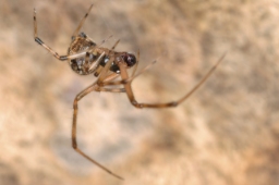 Foto af Parasteatoda tabulata (Parasteatoda tabulata) | Han