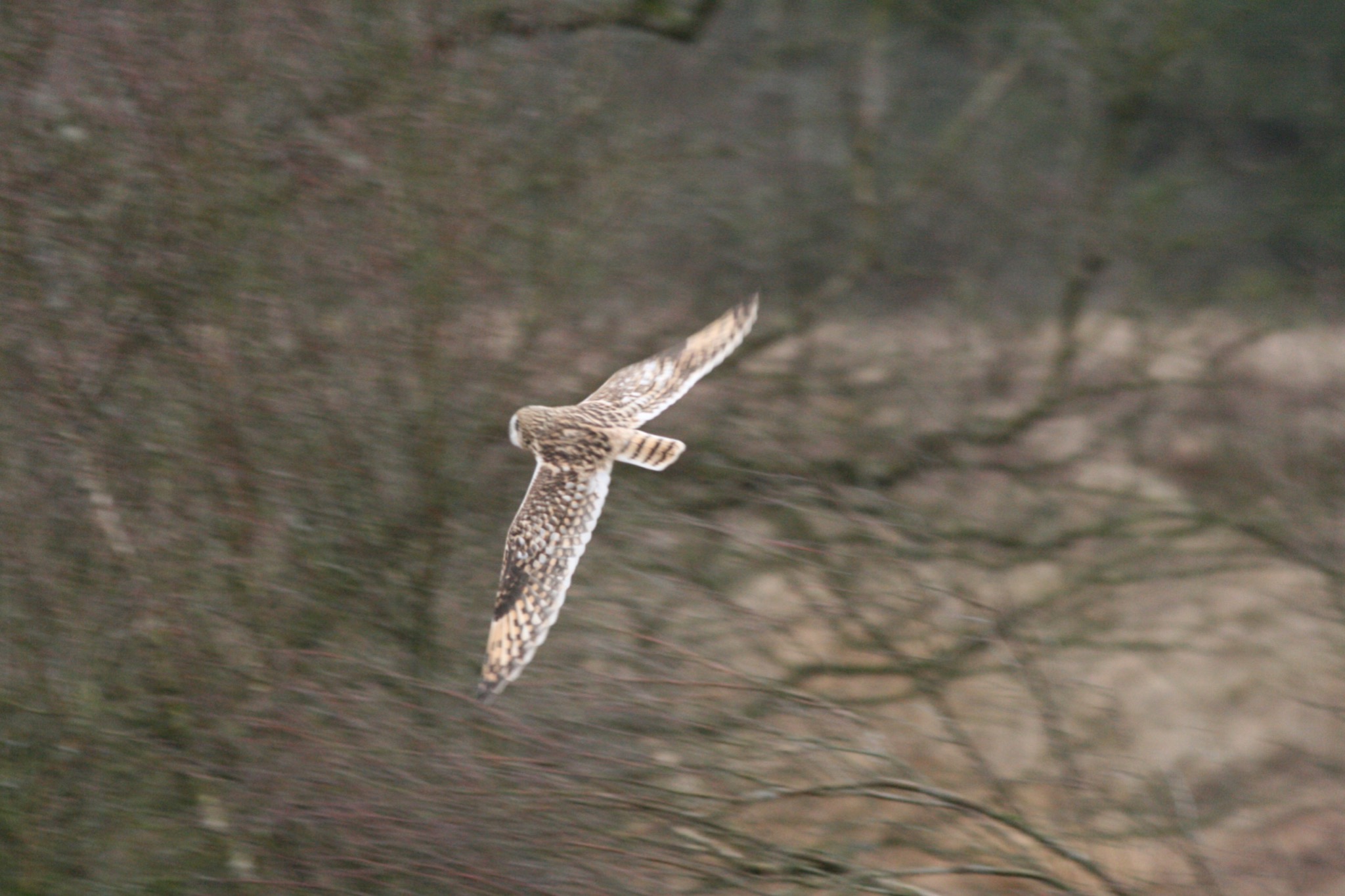 Short-eared Owl (Asio flammeus), photo 9
