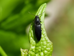 Foto af Ectinus aterrimus (Ectinus aterrimus) | Standardfoto