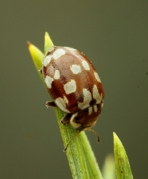 Foto af Attenplettet mariehøne (Myrrha octodecimguttata) | Standardfoto