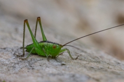 Foto af Sivgræshoppe (Conocephalus dorsalis) | Nymfe