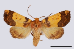 Foto af Guldugle (Tiliacea aurago) | Standardfoto