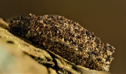 Foto af Stor lavsæk (Dahlica listerella) | Larve