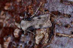 Foto af Frønnet landmand (Agrotis puta) | Han