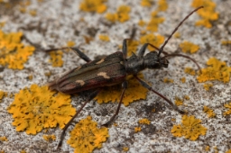 Foto af Båndet tandbuk (Rhagium bifasciatum) | Standardfoto