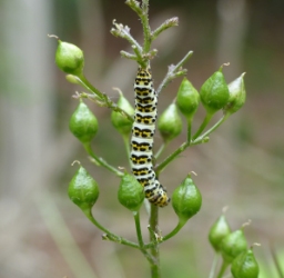 Foto af Brunrods-hætteugle (Cucullia scrophulariae) | Larve