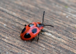 Foto af Skarlagensvampehøne (Endomychus coccineus) | Standardfoto