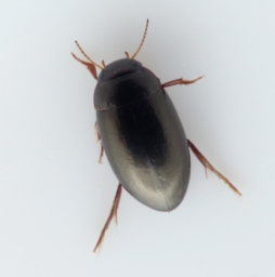 Foto af Agabus unguicularis (Agabus unguicularis) | Standardfoto