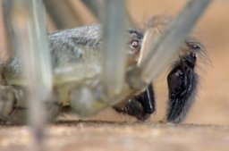 Foto af Cheiracanthium mildei (Cheiracanthium mildei) | Han