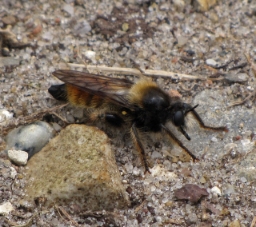 Foto af Gul vedrovflue (Laphria flava) | Han