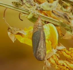 Foto af Grøn vissemåler (Pseudoterpna pruinata) | Puppe