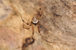 Foto af Parasteatoda tabulata (Parasteatoda tabulata) | Jørgen Lissner