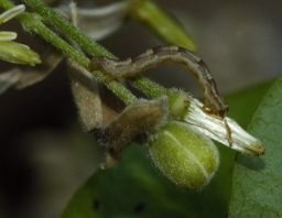 Foto af V-dværgmåler (Chloroclystis v-ata) | Larve