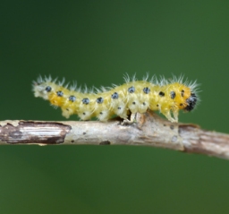 Foto af Cladius grandis (Cladius grandis) | Larve