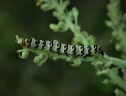 Foto af Kongelyshætteugle (Cucullia lychnitis) | Larve