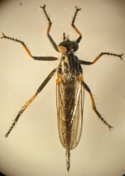 Foto af Sortfodet skovrovflue (Neoitamus cyanurus) | Hun