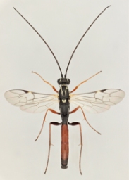 Foto af Lissonota cruentator (Lissonota cruentator) | Malcolm Storey