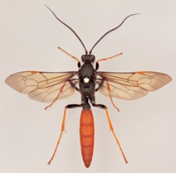 Foto af Amblyjoppa fuscipennis (Amblyjoppa fuscipennis) | Han