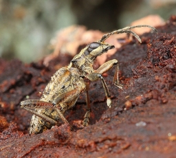 Foto af Fyrretandbuk (Rhagium inquisitor) | Standardfoto