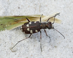 Foto af Klitsandspringer (Cicindela maritima) | Standardfoto