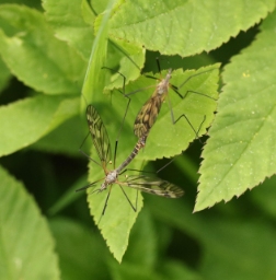 Foto af Tipula varipennis (Tipula varipennis) | Andet