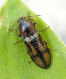 Foto af Korssmælder (Selatosomus cruciatus) | Standardfoto