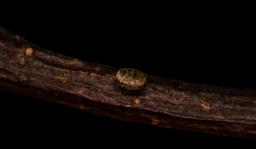 Foto af Poppelspinder (Poecilocampa populi) | Æg