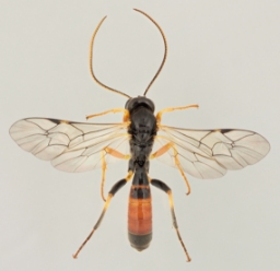 Foto af Tryphon trochanteratus (Tryphon trochanteratus) | Malcolm Storey