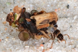 Foto af Limnephilus stigma (Limnephilus stigma) | Larve