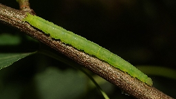 Foto af Trestribet aspeugle (Colobochyla salicalis) | Larve