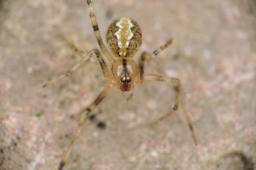 Foto af Theridion melanostictum (Theridion melanostictum) | Hun