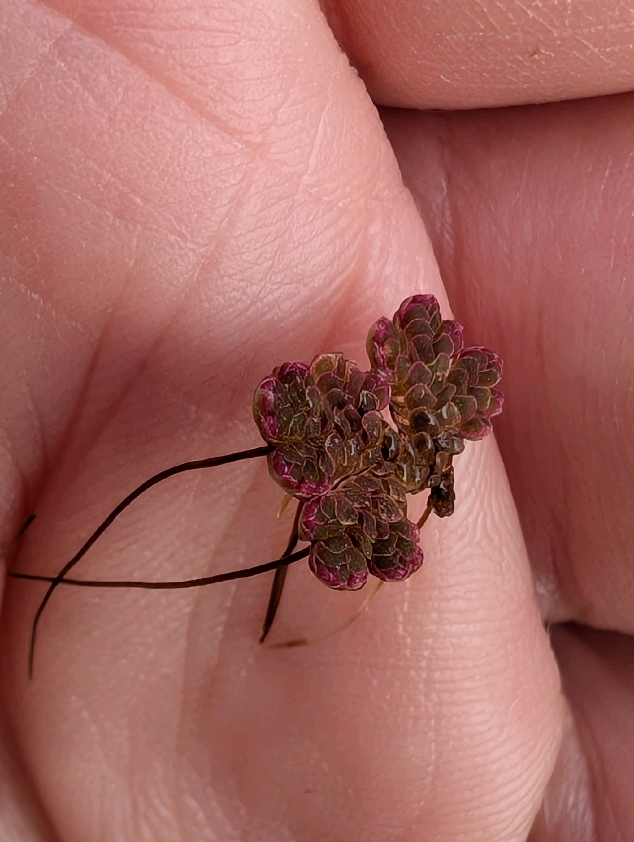 Mexican mosquito fern