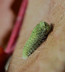 Foto af Sydeuropæisk svalehale (Iphiclides podalirius) | Larve