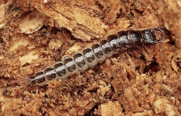 Foto af Bred muldløber (Abax parallelepipedus) | Larve