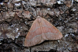 Foto af Nåleskovs-måler (Hylaea fasciaria) | Standardfoto