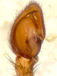 Foto af Zora nemoralis (Zora nemoralis) | Standardfoto