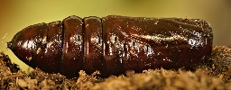 Foto af Poppel-dromedarspinder (Notodonta tritophus) | Standardfoto