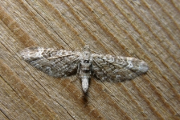 Foto af Smalvinget lyngdværgmåler (Eupithecia nanata) | Standardfoto