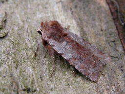 Foto af Okkerrød aprilugle (Cerastis rubricosa) | Standardfoto