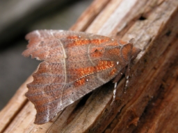 Foto af Husmoderugle (Scoliopteryx libatrix) | Standardfoto
