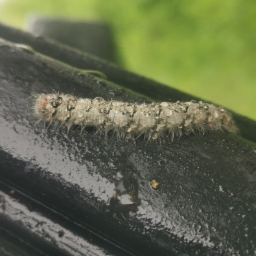 Foto af Poppelspinder (Poecilocampa populi) | Larve