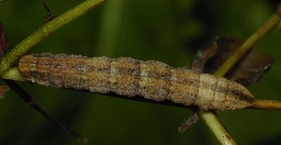 Foto af Bornholmsk perikonmåler (Aplocera plagiata) | Larve