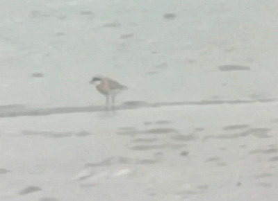 Tibetan Sand Plover