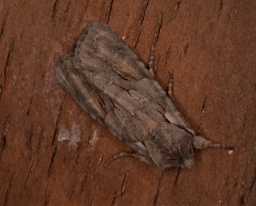 Foto af Rødelugle (Lithophane furcifera) | Hun