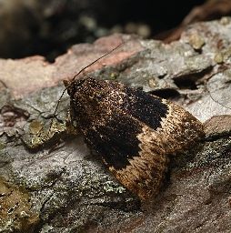 Foto af Hassel-pyramideugle (Amphipyra perflua) | Han