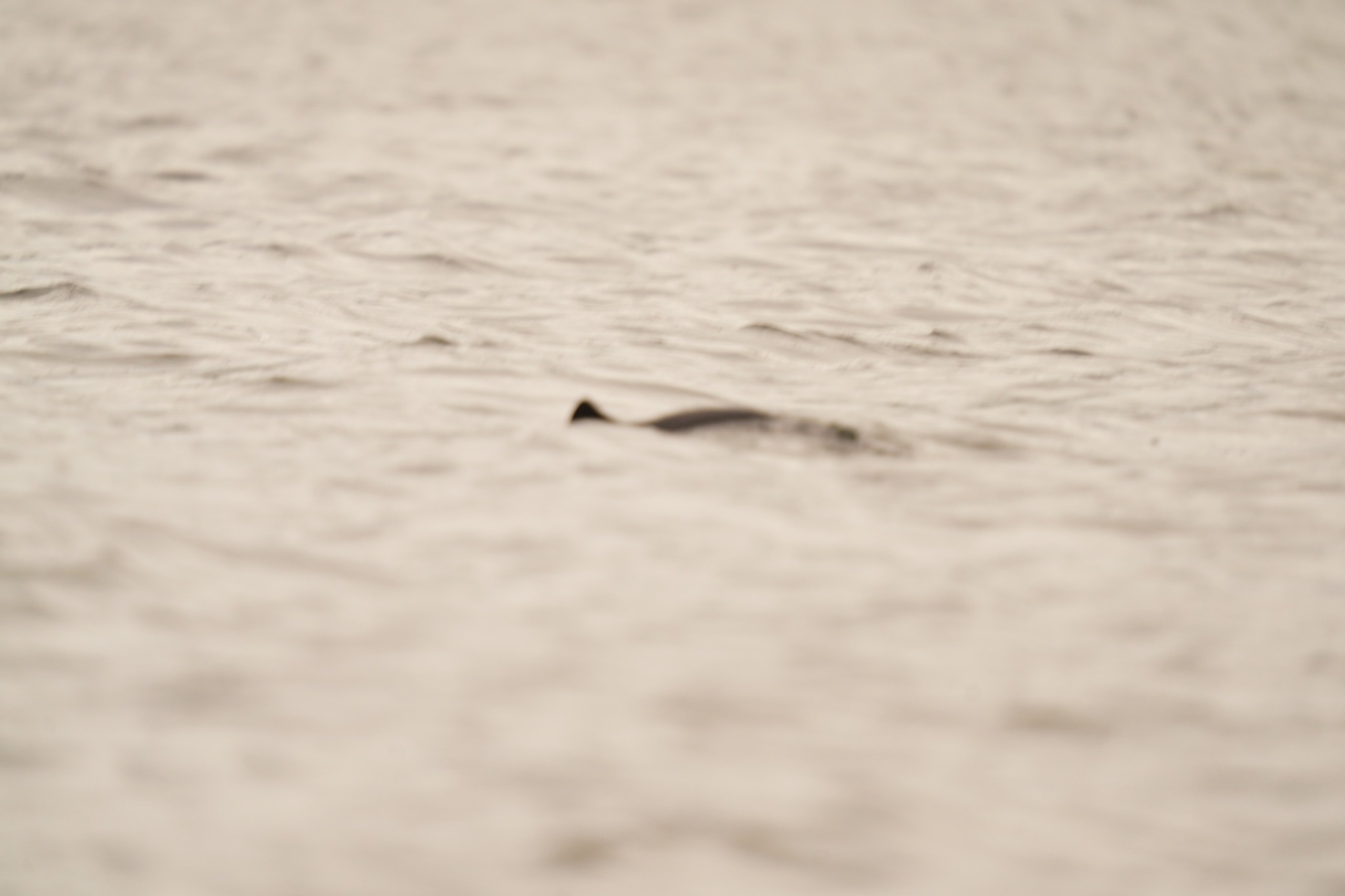 Phocoena phocoena